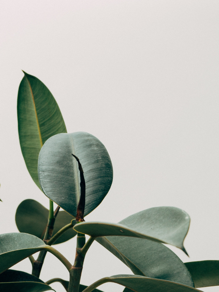 Lifestyle as Medicine Podcast: A Conversation with Bryan Christopher